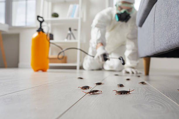 Post-Treatment Bed Bug Interceptor Monitoring in Schulenburg
